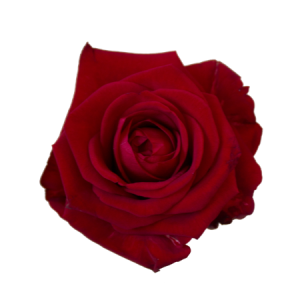 Röda långa rosor. Välj antal själv (max 45 st)