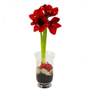 Amaryllis i glasvas. Skicka den med ett blomsterbud från Florister i Sverige!