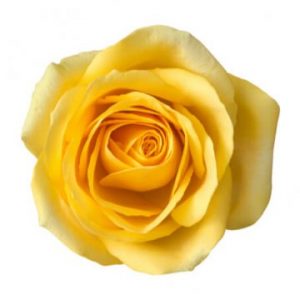 Gul ros - välj antal själv. Skicka rosorna med bud via Florister i Sverige.